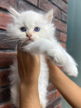 Persian Cat
